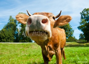 Bild på Brown cow on the field in sunny summer day